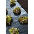NATURE Fólia salátához, fekete,1,40x 10 m