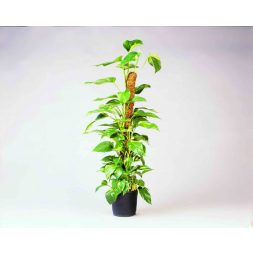 kókuszkaró d 38 mm, 90 cm