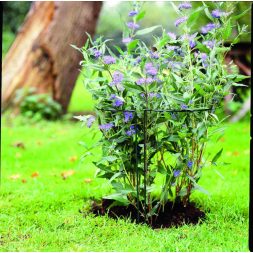 növénytámasz 30x60 cm