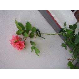 futónövény rögzítő zöld 25/45mm 6 db