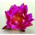 UBBINK Selyemvirág, lila tavirózsa, 16 cm