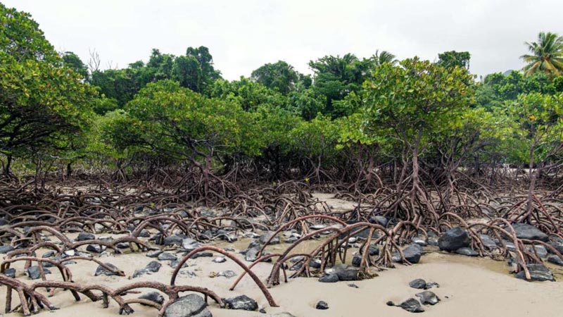 Mangrove fa ültetés