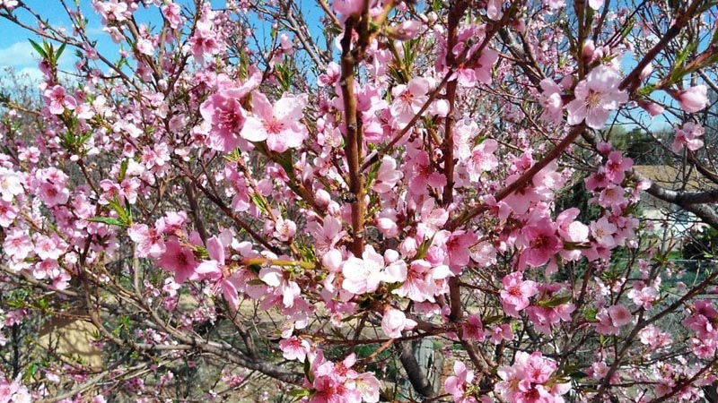 Tavaszi gyümölcsfa virágokkal