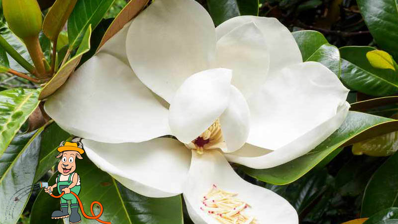 Magnólia ültetése fehér virágú